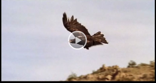 beastmaster